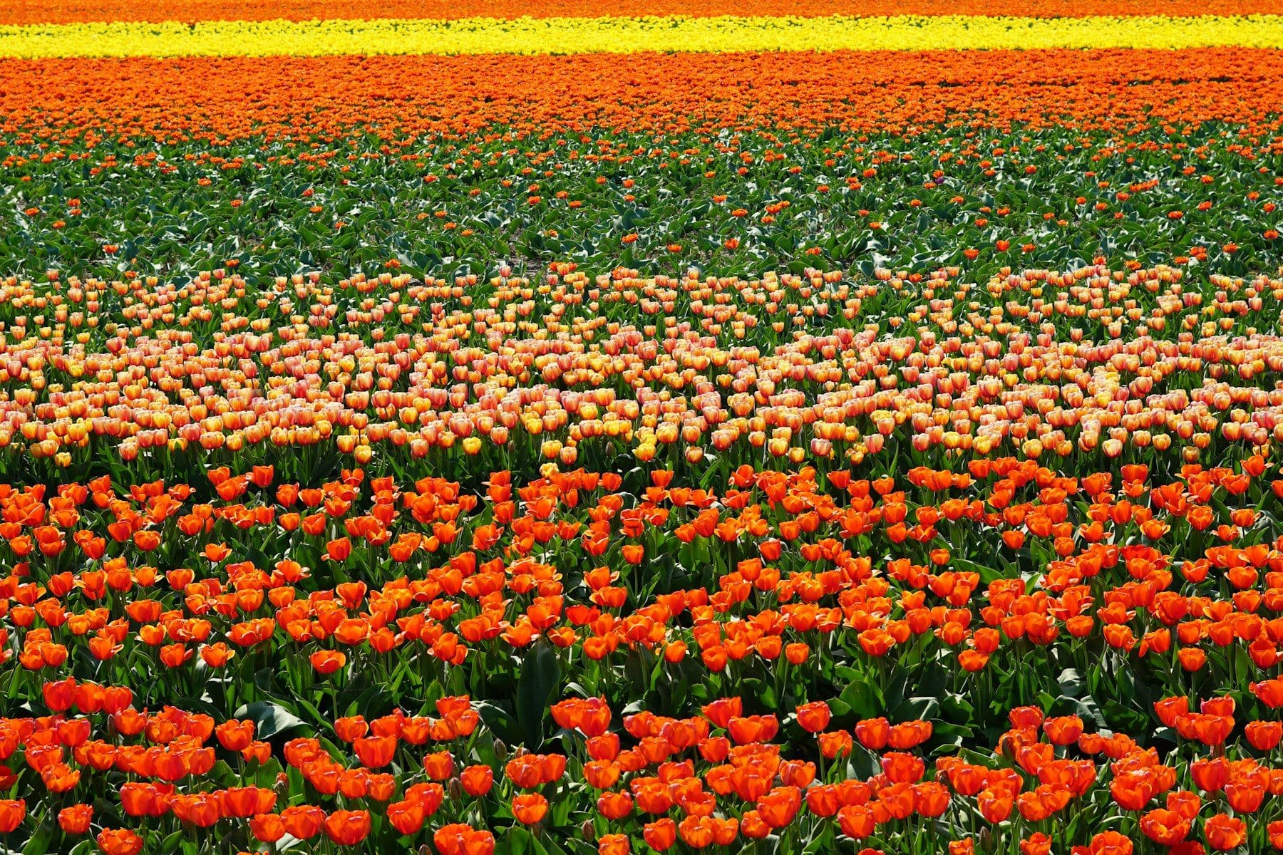 Tulip fields in the Dutch bulb region